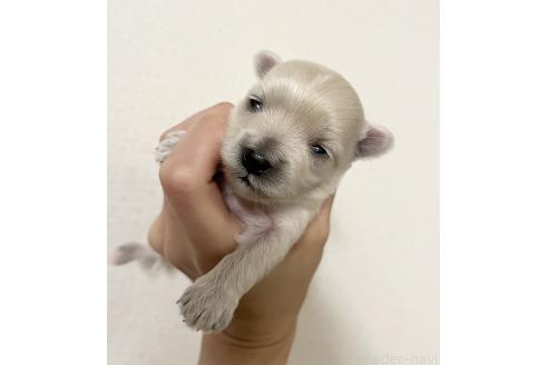 販売中の福岡県のマルプー:マルチーズ×トイプードル-388626の2枚目