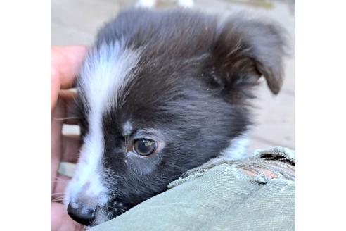販売中の千葉県のミックス犬-388039の26枚目