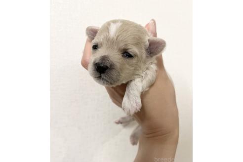 販売中の福岡県のマルプー:マルチーズ×トイプードル-388627の2枚目