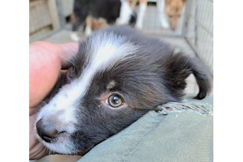 販売中の千葉県のミックス犬-388039の25枚目