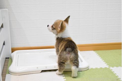 販売中の愛知県のウェルシュコーギーペンブローク-390185の19枚目