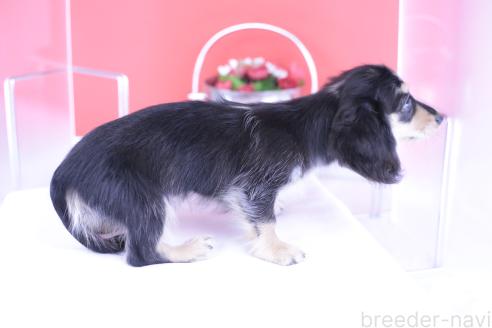 商談中の愛知県のカニンヘンダックスフンド(ロングヘアード)-377836の4枚目