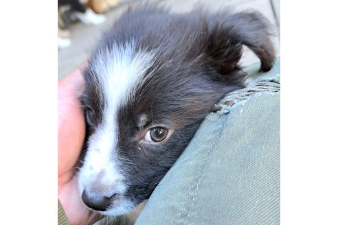 販売中の千葉県のミックス犬-388039の24枚目