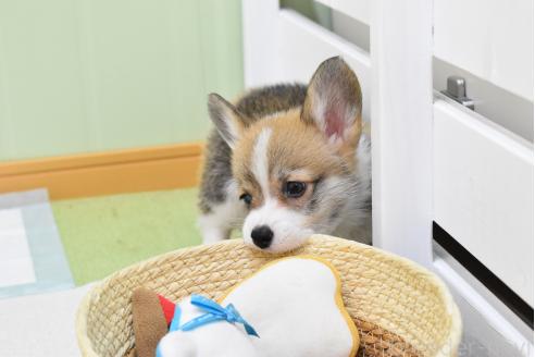 販売中の愛知県のウェルシュコーギーペンブローク-390185の13枚目