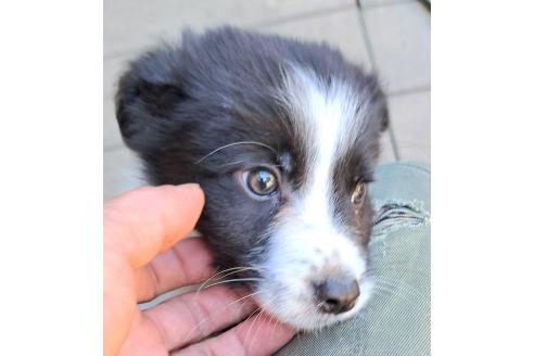 販売中の千葉県のミックス犬-388039の23枚目