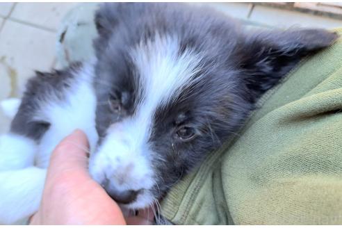 販売中の千葉県のミックス犬-388039の22枚目