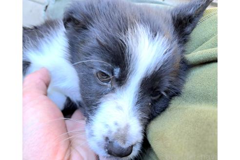 販売中の千葉県のミックス犬-388039の21枚目