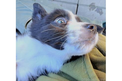 販売中の千葉県のミックス犬-388039の20枚目