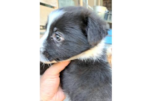 販売中の千葉県のミックス犬-388039の19枚目