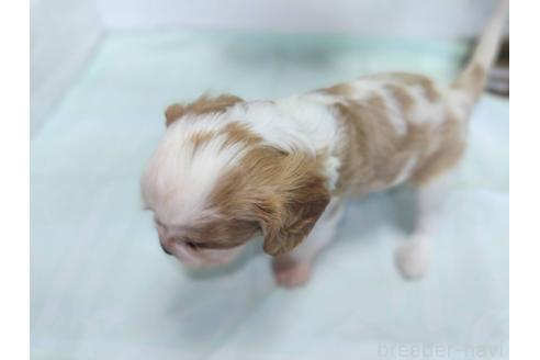 商談中の山形県のキャバリアキングチャールズスパニエル-388600の3枚目