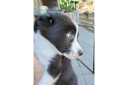 販売中の千葉県のミックス犬-388039の18枚目
