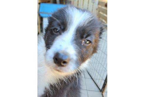 販売中の千葉県のミックス犬-388039の17枚目