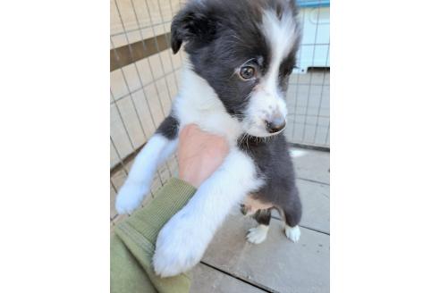 販売中の千葉県のミックス犬-388039の16枚目