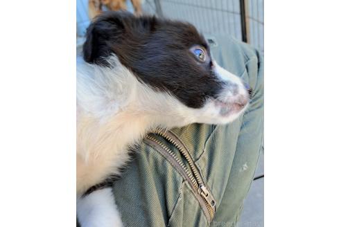 販売中の千葉県のミックス犬-388039の15枚目