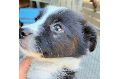 販売中の千葉県のミックス犬-388039の14枚目