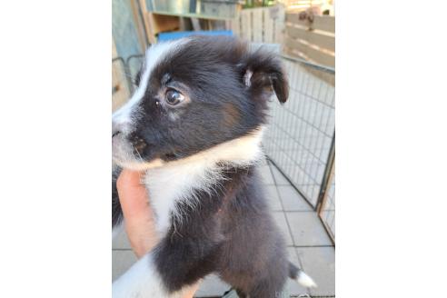 販売中の千葉県のミックス犬-388039の13枚目