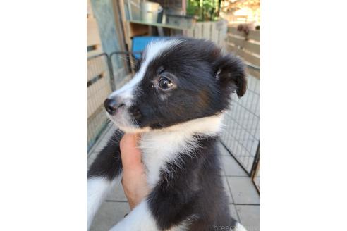 販売中の千葉県のミックス犬-388039の12枚目