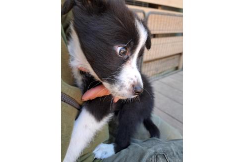 販売中の千葉県のミックス犬-388039の11枚目