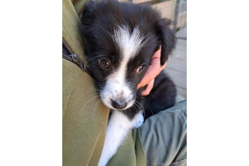 販売中の千葉県のミックス犬-388039の10枚目