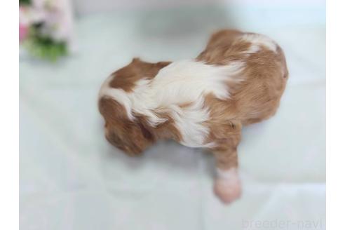商談中の山形県のキャバリアキングチャールズスパニエル-388599の3枚目