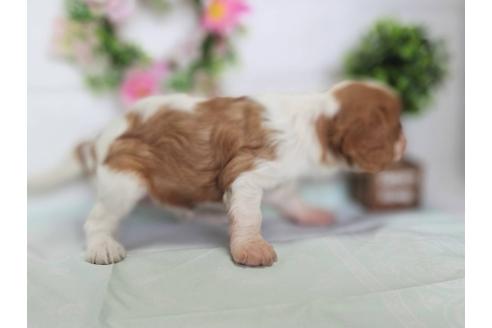 商談中の山形県のキャバリアキングチャールズスパニエル-388599の2枚目
