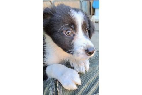 販売中の千葉県のミックス犬-388039の9枚目