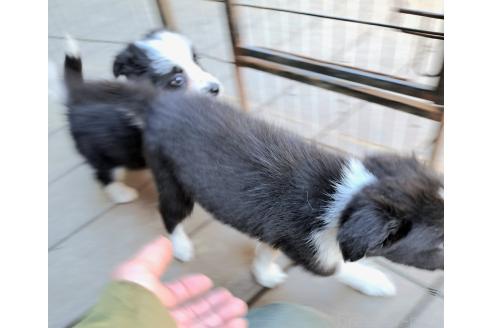 販売中の千葉県のミックス犬-388039の8枚目