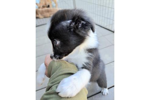 販売中の千葉県のミックス犬-388039の7枚目