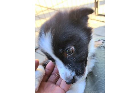 販売中の千葉県のミックス犬-388039の6枚目