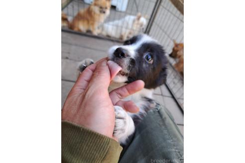 販売中の千葉県のミックス犬-388039の4枚目