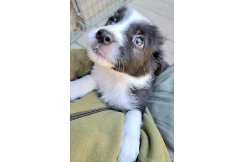 販売中の千葉県のミックス犬-388039の2枚目