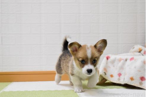 販売中の愛知県のウェルシュコーギーペンブローク-390186の21枚目
