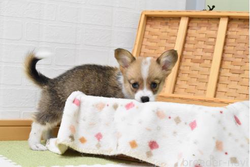 販売中の愛知県のウェルシュコーギーペンブローク-390186の17枚目