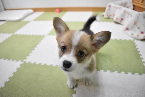 販売中の愛知県のウェルシュコーギーペンブローク-390186の15枚目