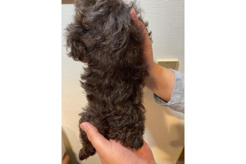 商談中の滋賀県のトイプードル-382587の2枚目