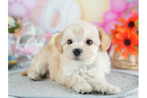 販売中の茨城県のマルプー:マルチーズ×トイプードル-390078の6枚目