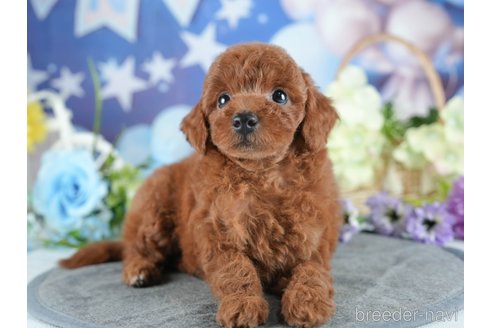 販売中の茨城県のトイプードル-390083の8枚目