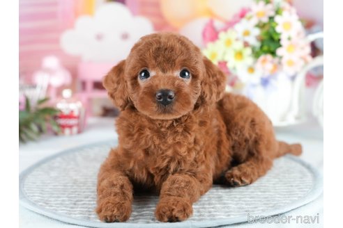 販売中の茨城県のトイプードル-390086の6枚目