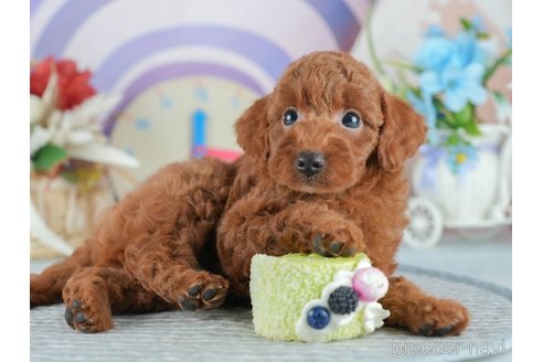 販売中の茨城県のトイプードル-390087の7枚目