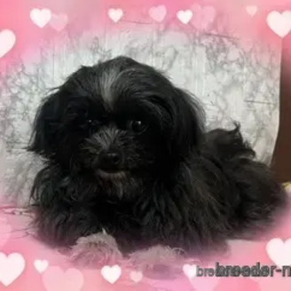 販売中の長野県のミックス犬-389582の2枚目