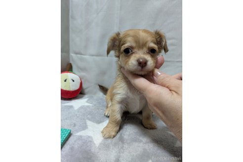 成約済の愛知県のチワックス:チワワ×ミニチュアダックスフンド-387968