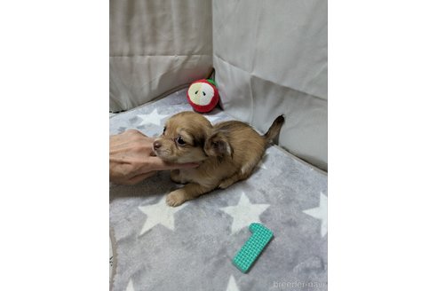 成約済の愛知県のチワックス:チワワ×ミニチュアダックスフンド-387968の2枚目
