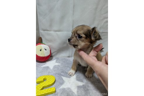 成約済の愛知県のチワックス:チワワ×ミニチュアダックスフンド-387970の2枚目