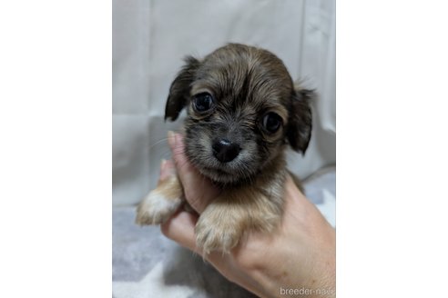 成約済の愛知県のチワックス:チワワ×ミニチュアダックスフンド-387972