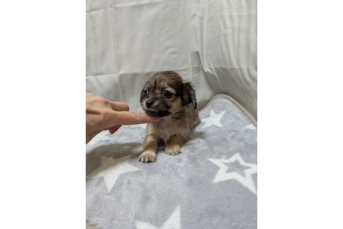 成約済の愛知県のチワックス:チワワ×ミニチュアダックスフンド-387972の2枚目