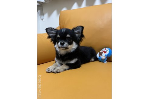 成約済の岡山県のチワワ(ロングコート)-381069の3枚目