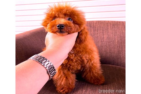 販売中の大阪府のティーカッププードル-369867の1枚目