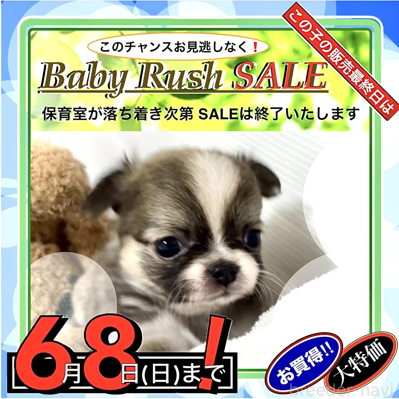 販売中の大阪府のチワワ(ロングコート)-388781