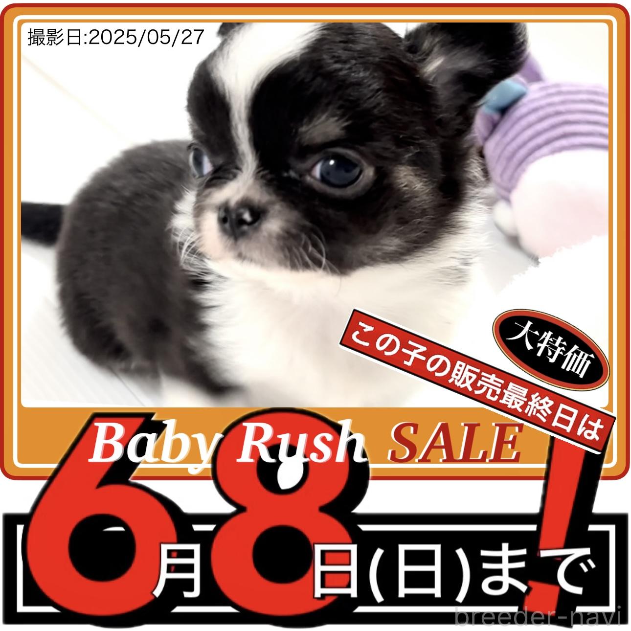 販売中の大阪府のチワワ(ロングコート)-388411の1枚目