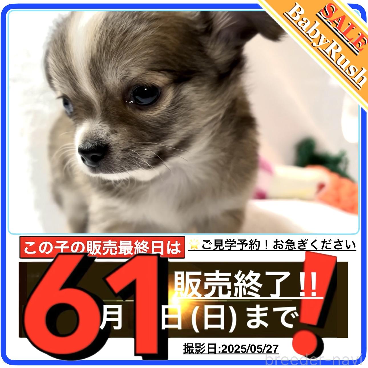 成約済ののチワワ(ロングコート)-388654
